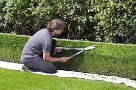 Basic Service. Bush trimming/hedges. Prices vary based on workload. (512 699-8011. Visit: lawnmember.com today.